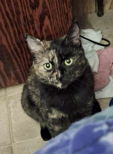 Beautiful Emma, a ADOPTABLE mixed breed in Everett, WA image 4/6