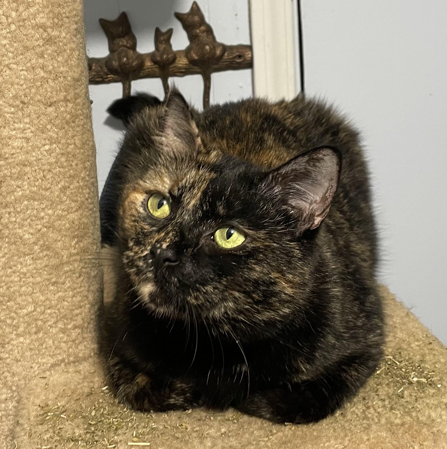 Beautiful Emma, ADOPTABLE, Adult Female Domestic Short Hair.