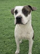 Enlarge Birk, a ADOPTABLE mixed breed in Cibolo, TX image 1/1