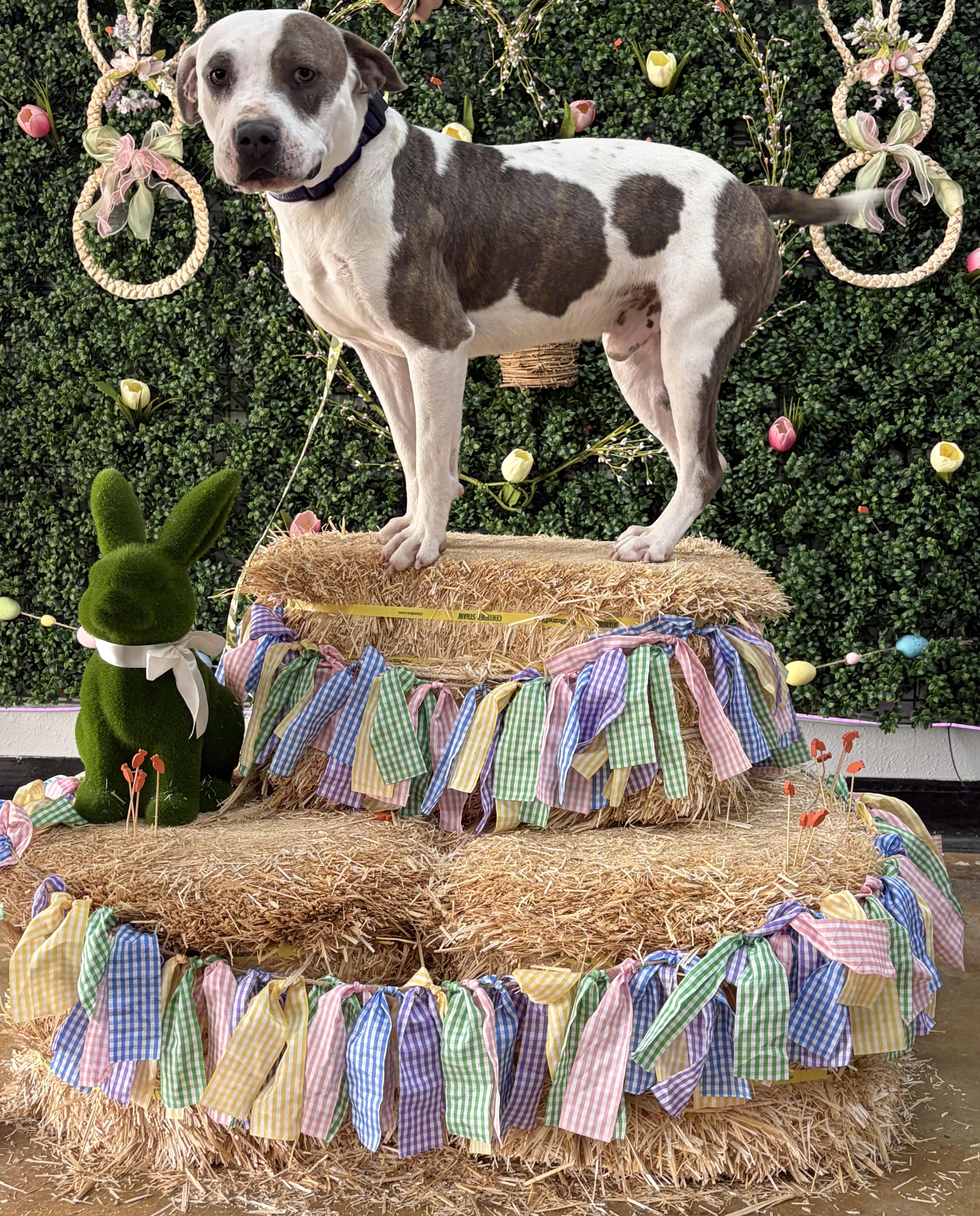 Enlarge Birk, an adopted mixed breed in Cibolo, TX image 2/2