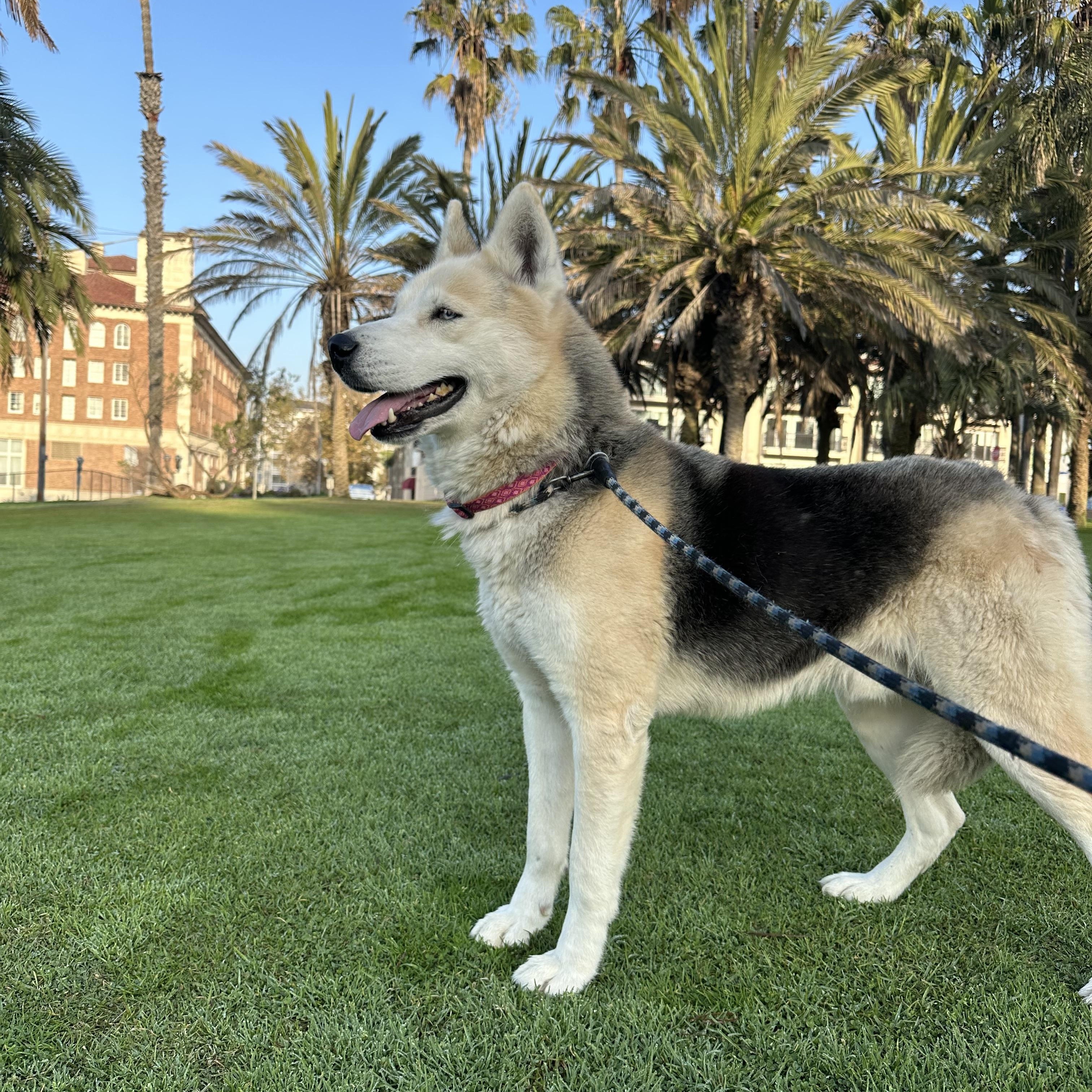 Enlarge Rin Tin, an adopted mixed breed in Inglewood, CA image 3/3