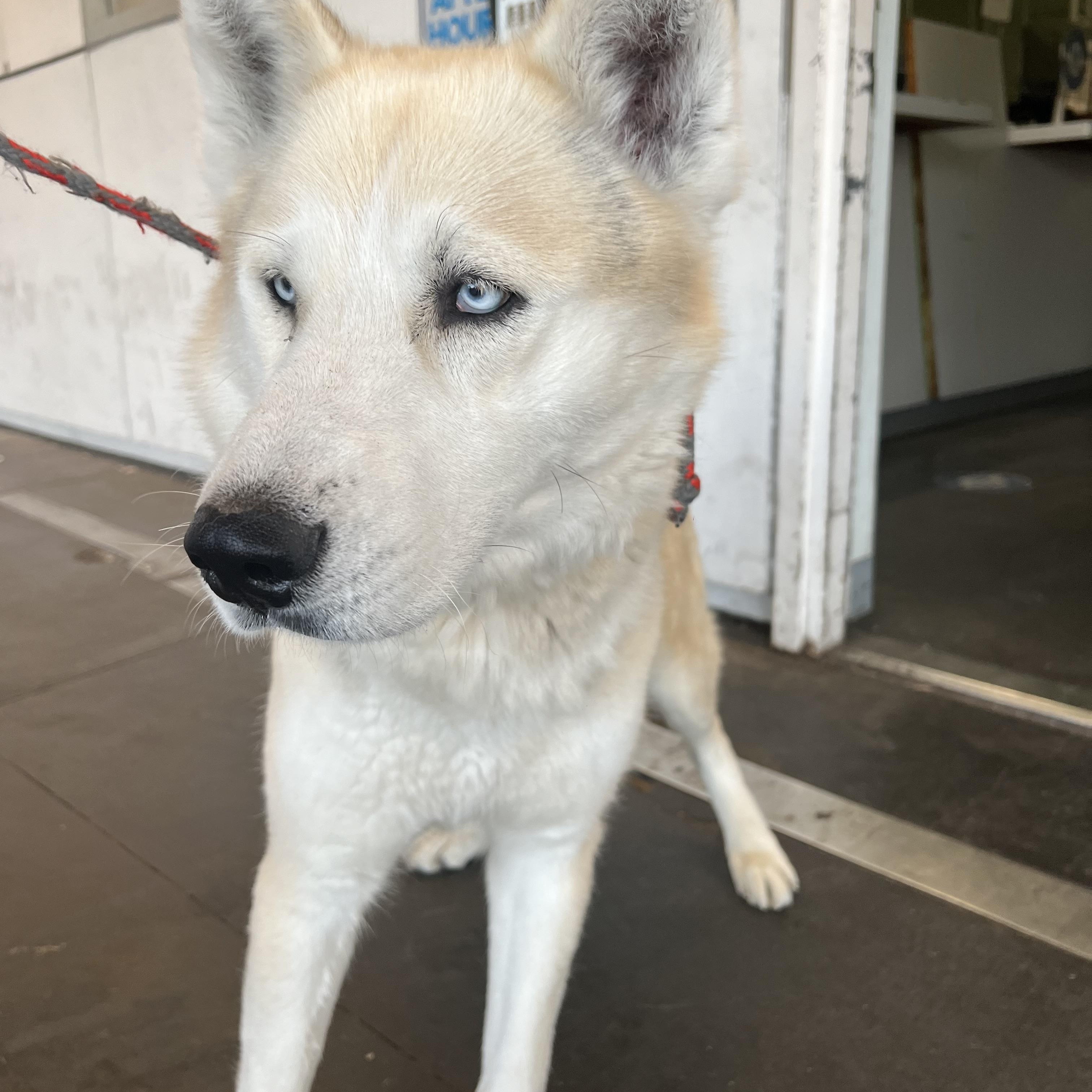 Rin Tin, adopted, Senior Male Husky & German Shepherd Dog.