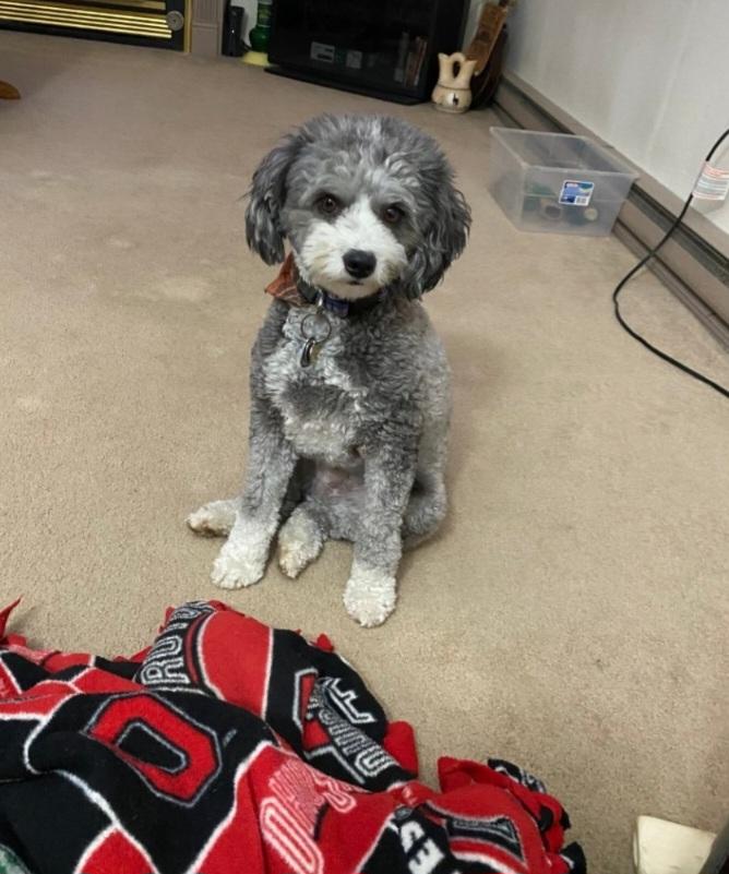 Enlarge Sam, an adopted Aussiedoodle in Liberty Center, OH image 4/4