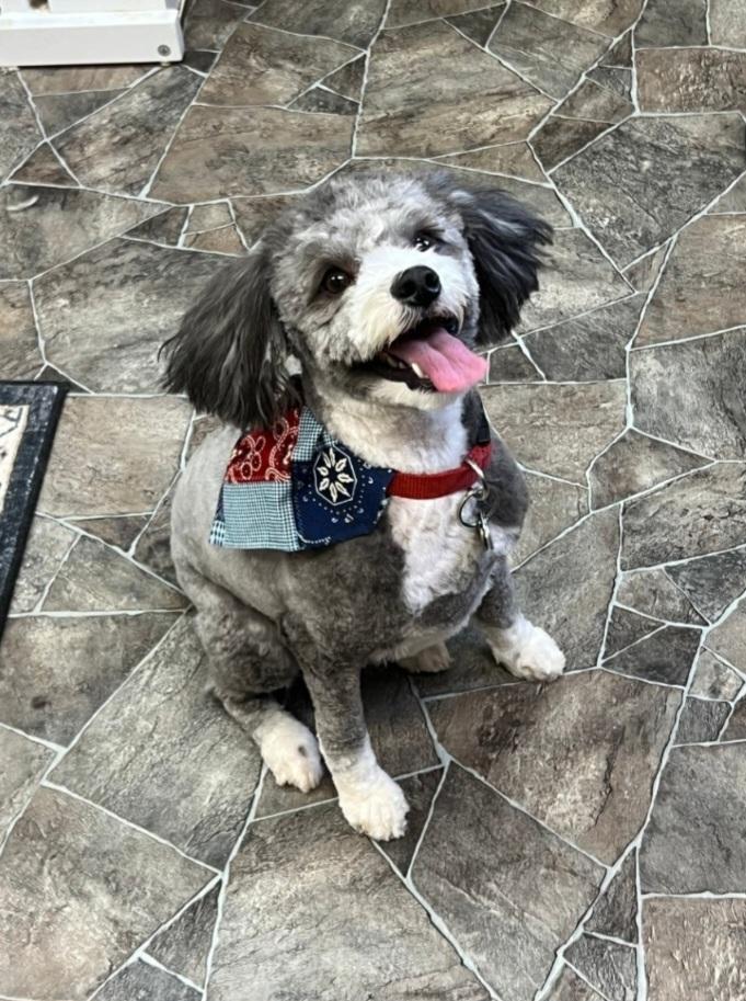 Sam, adopted, Young Male Aussiedoodle.