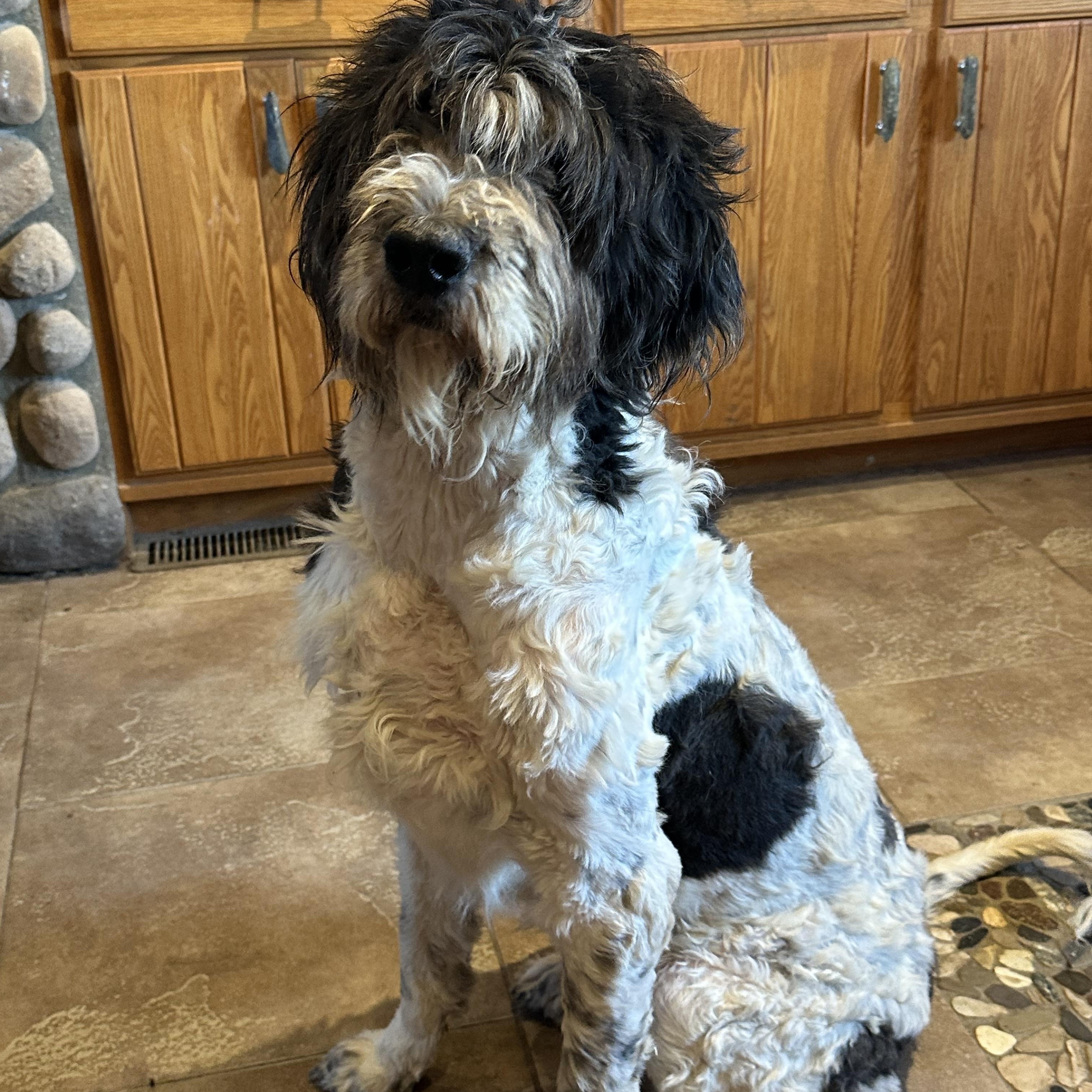 IT’S A DOODLE! GREAT HOUSE MANNERS