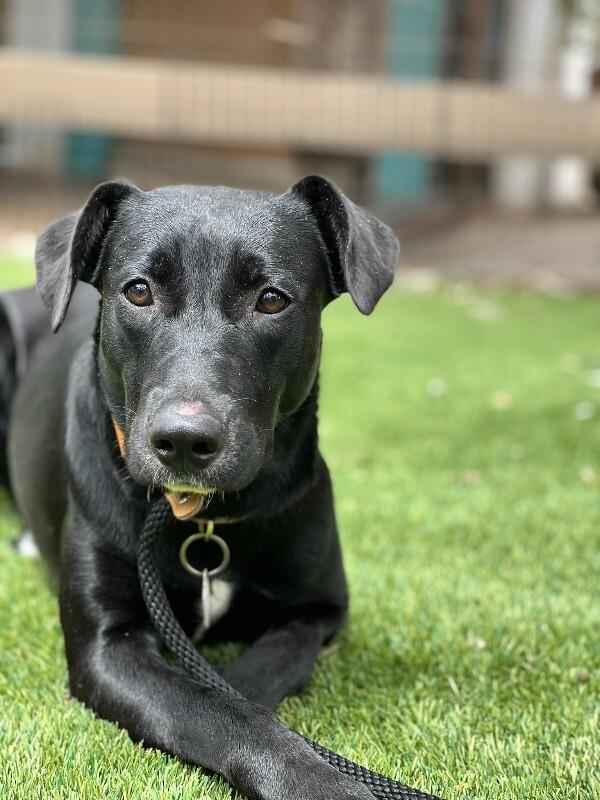 July, a Adoptable Black Labrador Retriever in Manhattan Beach, CA image 1/4