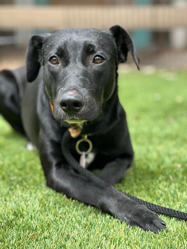 July, a Adoptable Black Labrador Retriever in Manhattan Beach, CA image 2/4