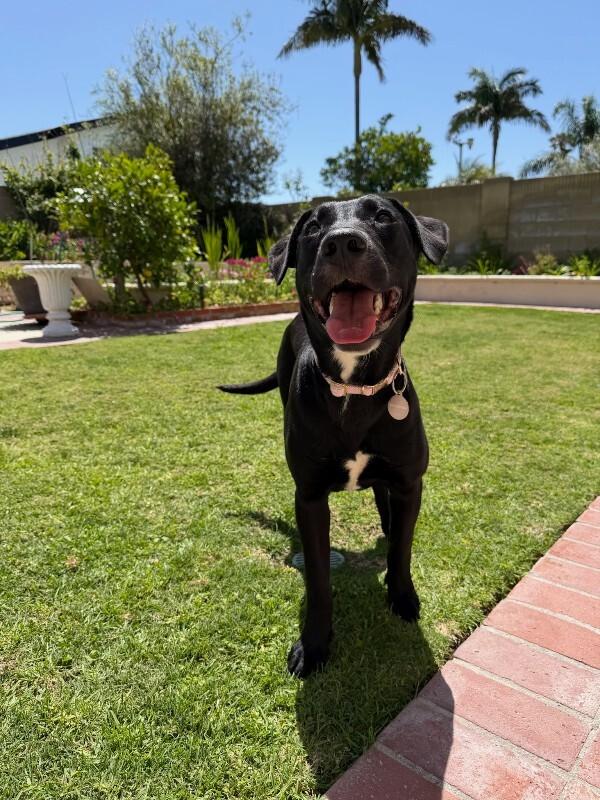 July, a Adoptable Black Labrador Retriever in Manhattan Beach, CA image 3/4