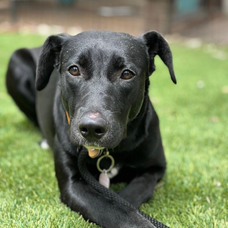 July, a Adoptable Black Labrador Retriever in Manhattan Beach, CA image 4/4