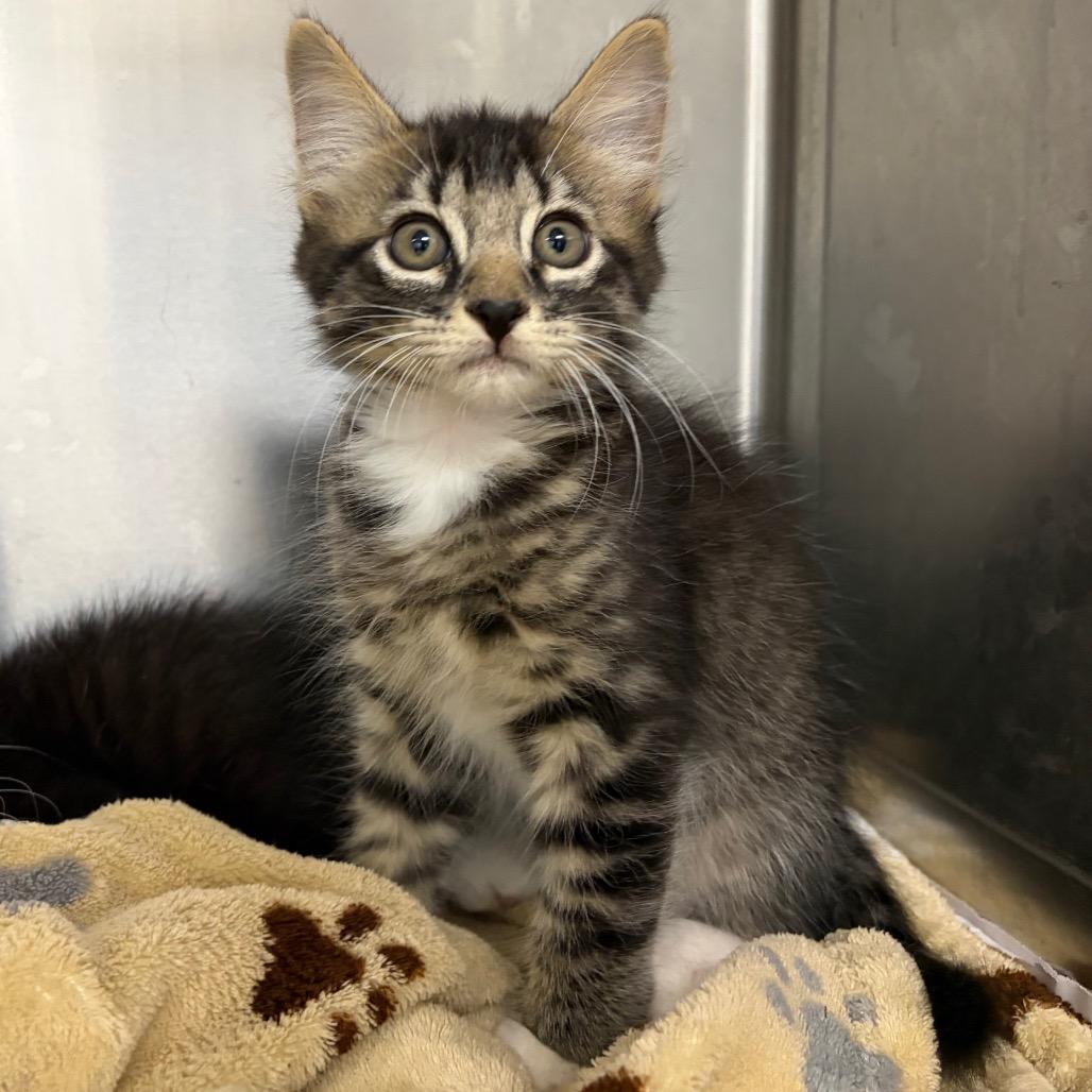 KCAC #647.26, Adoptable, Kitten Male Domestic Short Hair.
