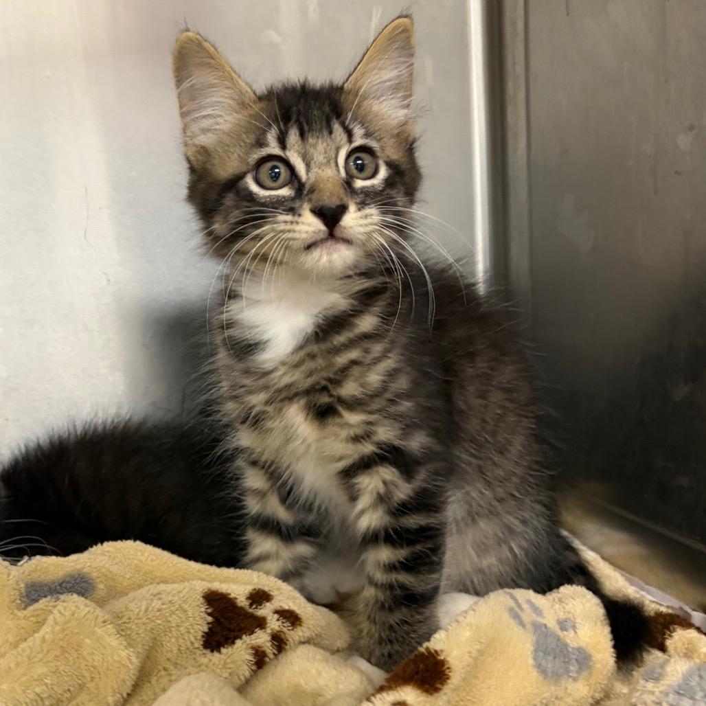 KCAC #647.26, a Adoptable Domestic Short Hair in Kerrville, TX image 2/2