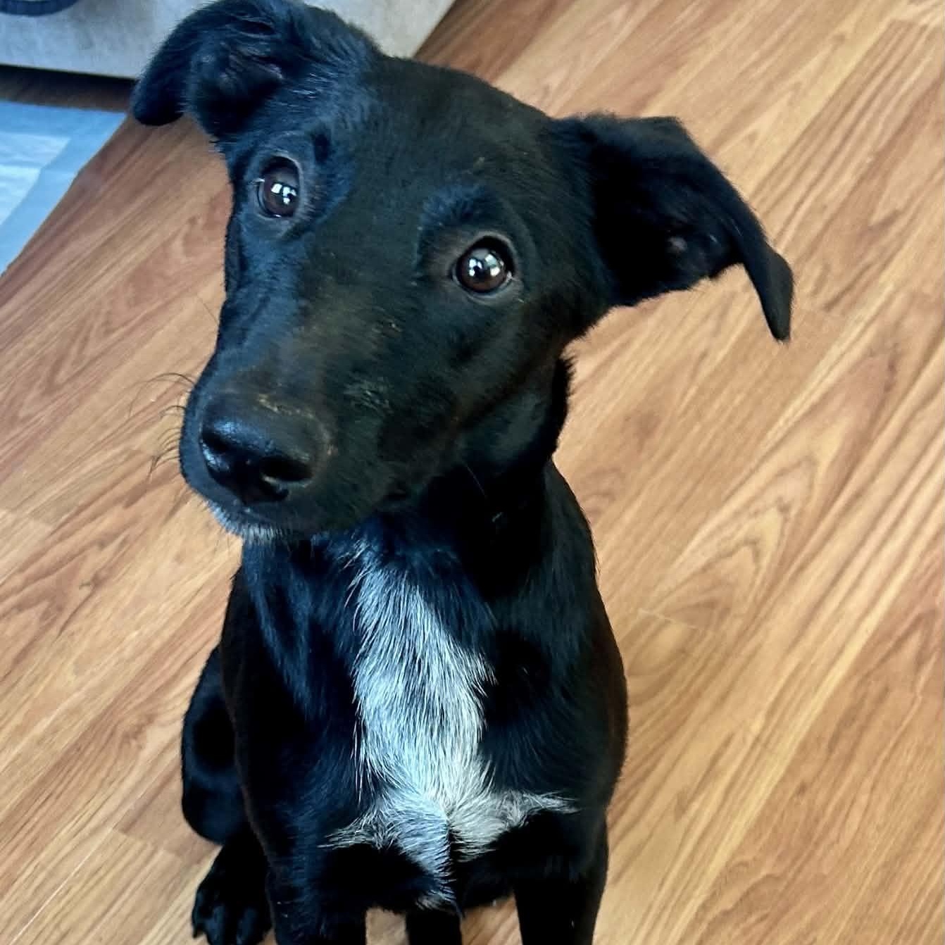 Mindy, a ADOPTABLE mixed breed in East Glastonbury, CT image 4/6