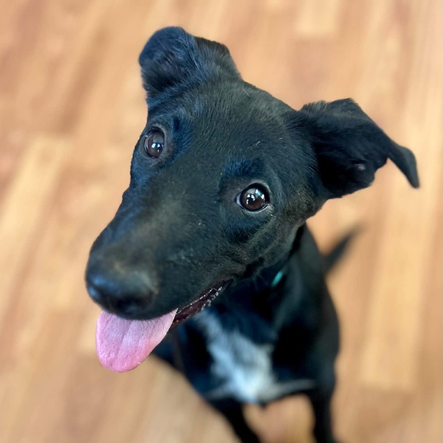 Mindy, a ADOPTABLE mixed breed in East Glastonbury, CT image 5/6