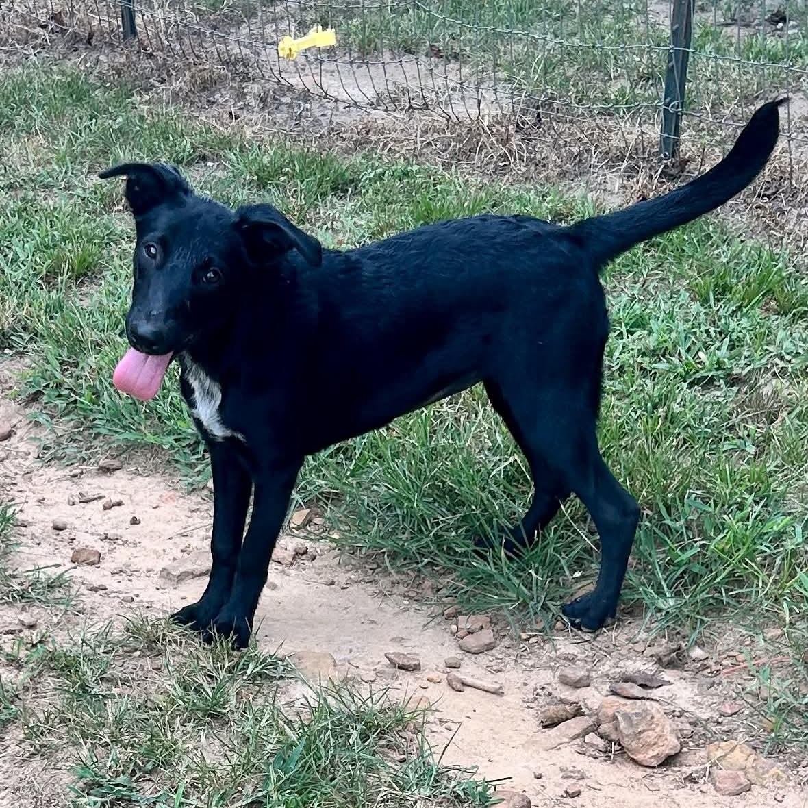 Mindy, a ADOPTABLE mixed breed in East Glastonbury, CT image 2/6