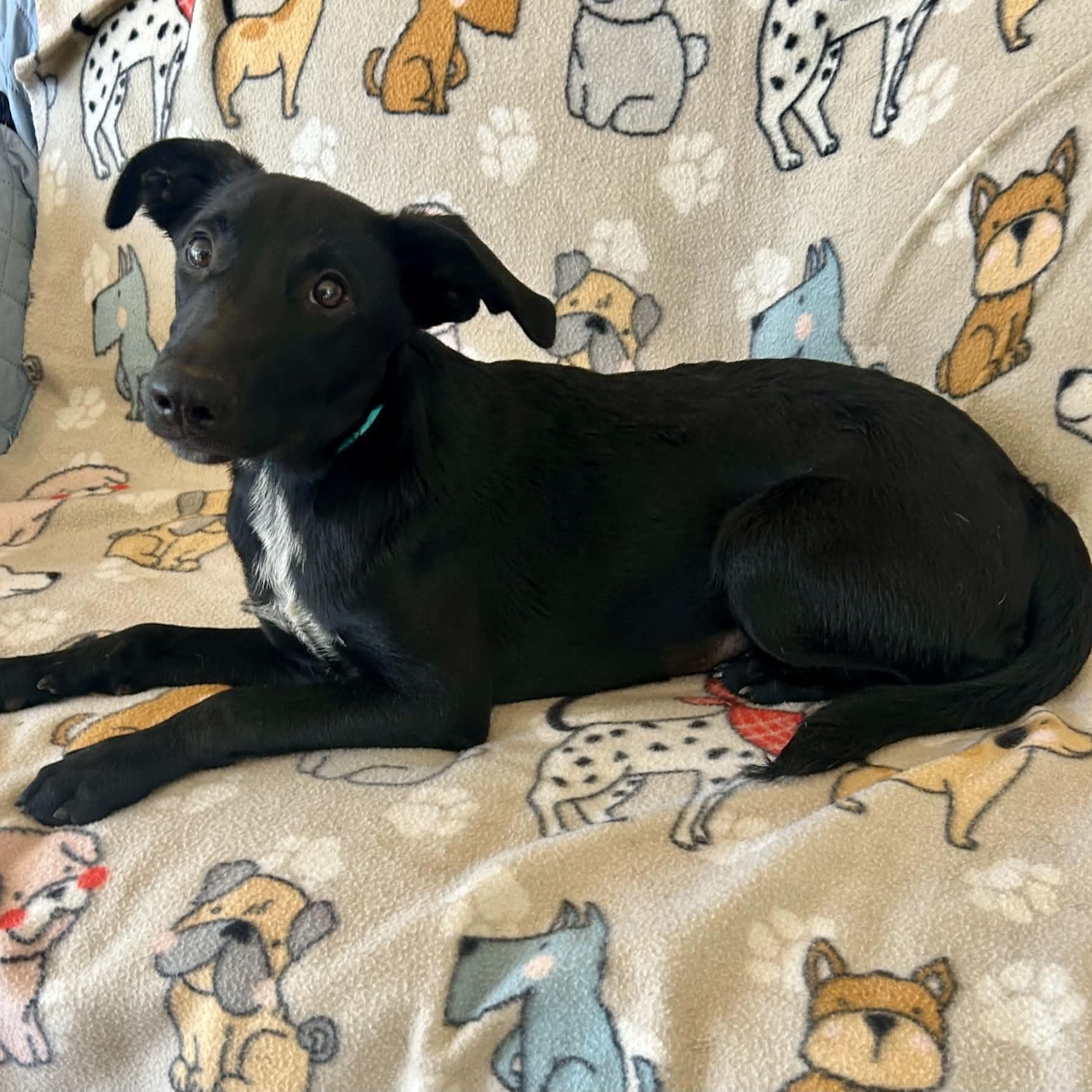 Mindy, a ADOPTABLE mixed breed in East Glastonbury, CT image 3/6