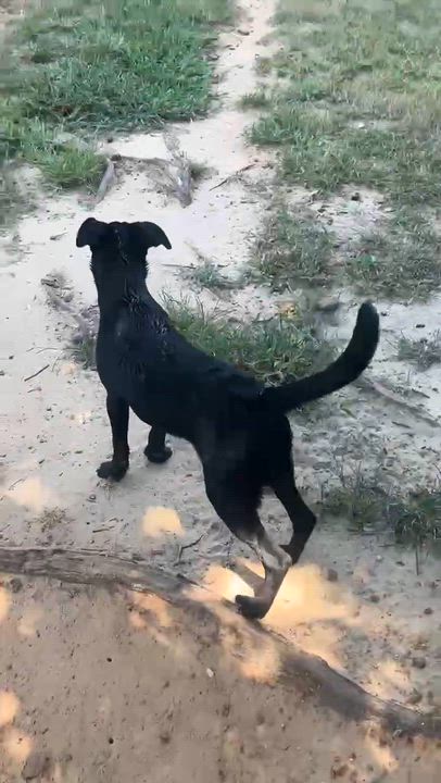 Enlarge Mindy, a ADOPTABLE mixed breed in East Glastonbury, CT video 6/6