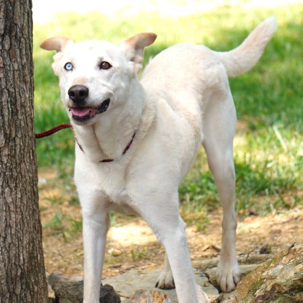 Enlarge Hercules, a Adoptable mixed breed in Evensville, TN image 1/6
