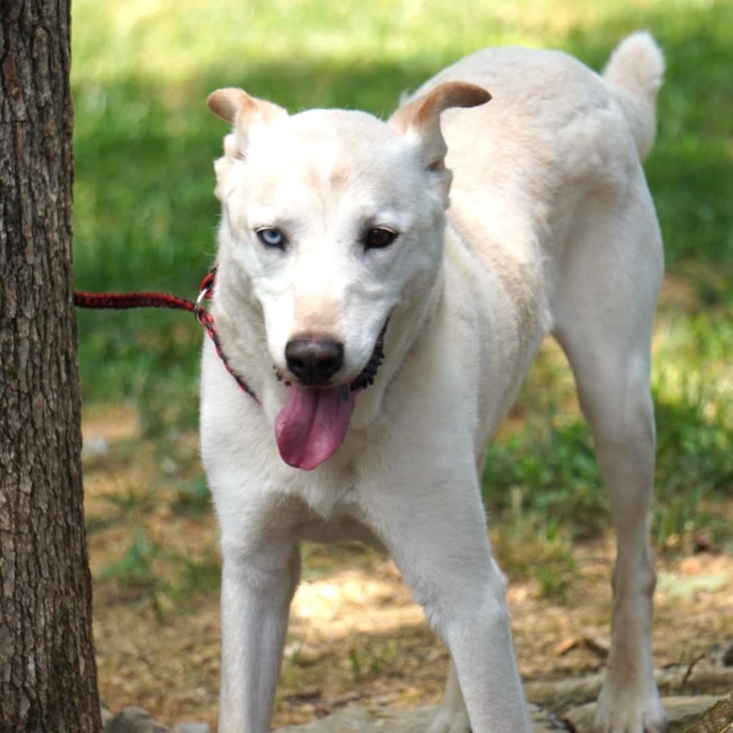 Enlarge Hercules, a Adoptable mixed breed in Evensville, TN image 2/6