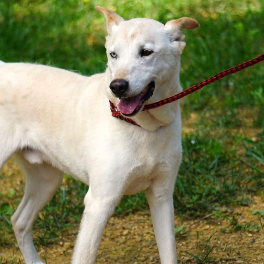 Enlarge Hercules, a Adoptable mixed breed in Evensville, TN image 3/6