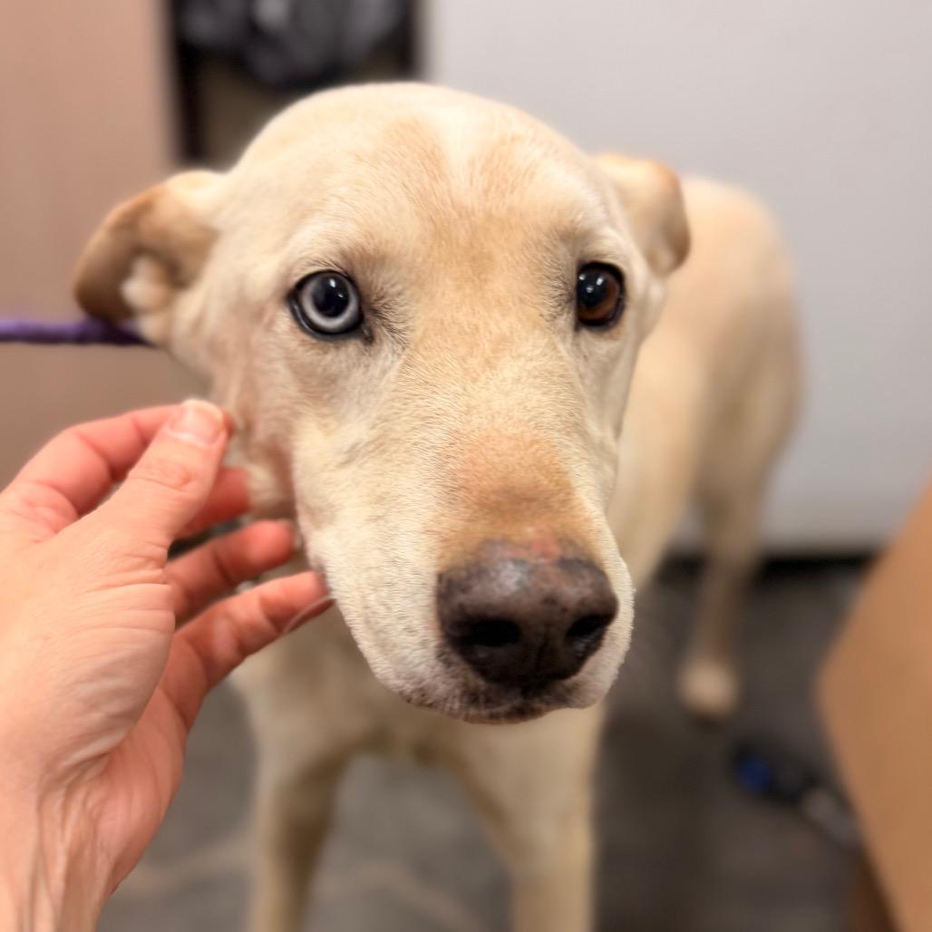 Enlarge Hercules, a Adoptable mixed breed in Evensville, TN image 6/6