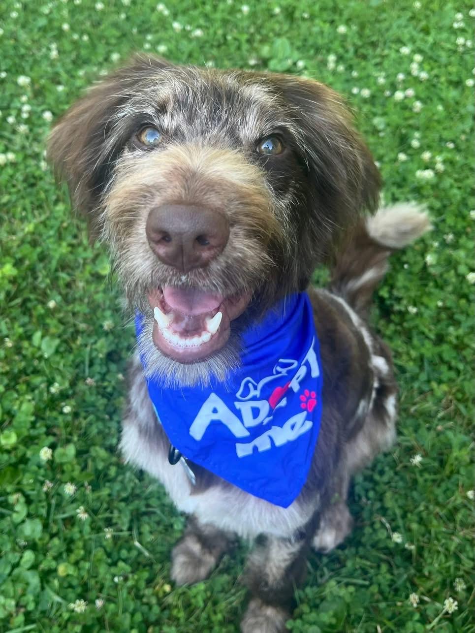 Webster, Young Male Aussiedoodle