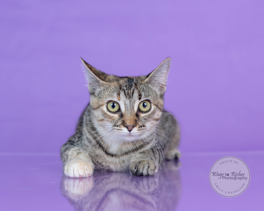 Enlarge Angel, a Adoptable mixed breed in East Providence, RI image 2/3