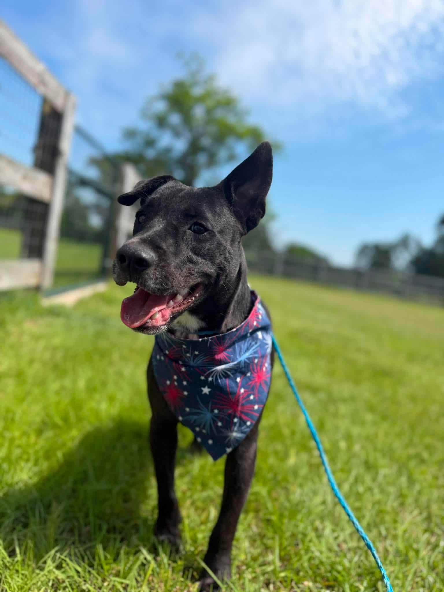 Enlarge JETT, a Adoptable mixed breed in Cheektowaga, NY image 3/6