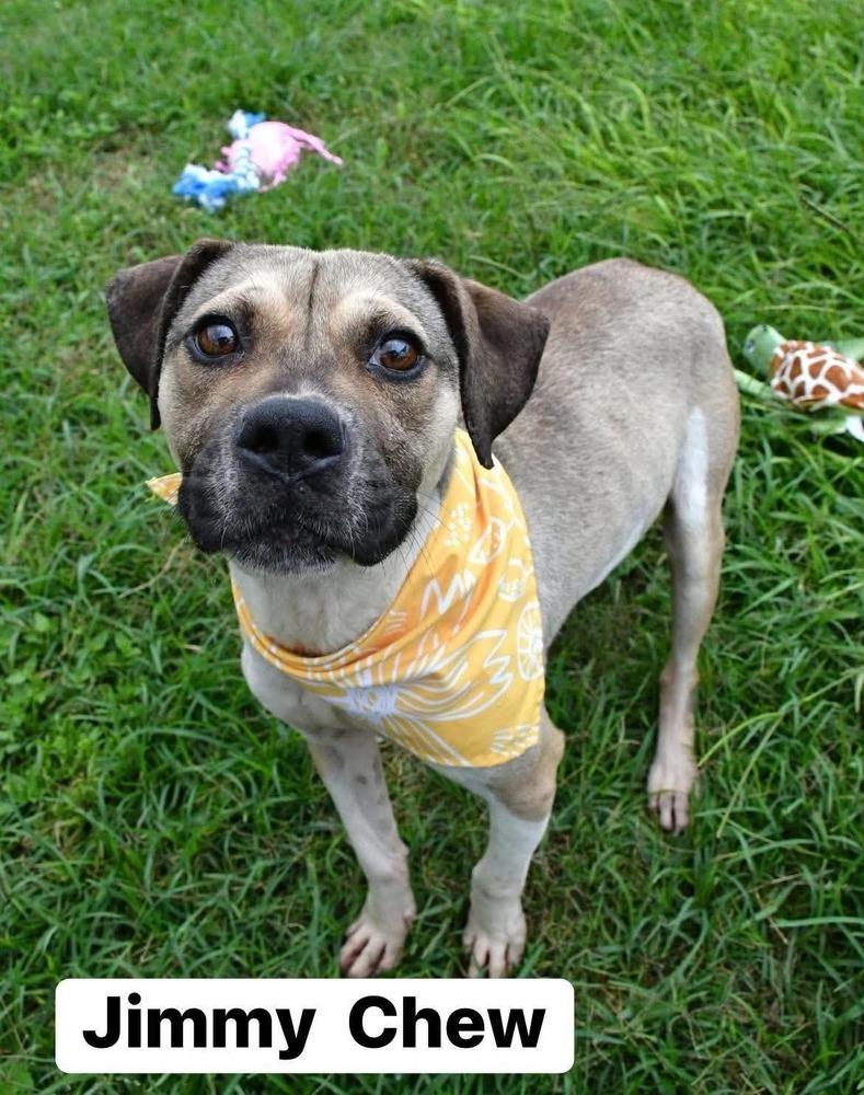 Jimmy Chew #A-142025 💜🤍⭐️, Adoptable, Adult Male Black Mouth Cur & Pit Bull Terrier.