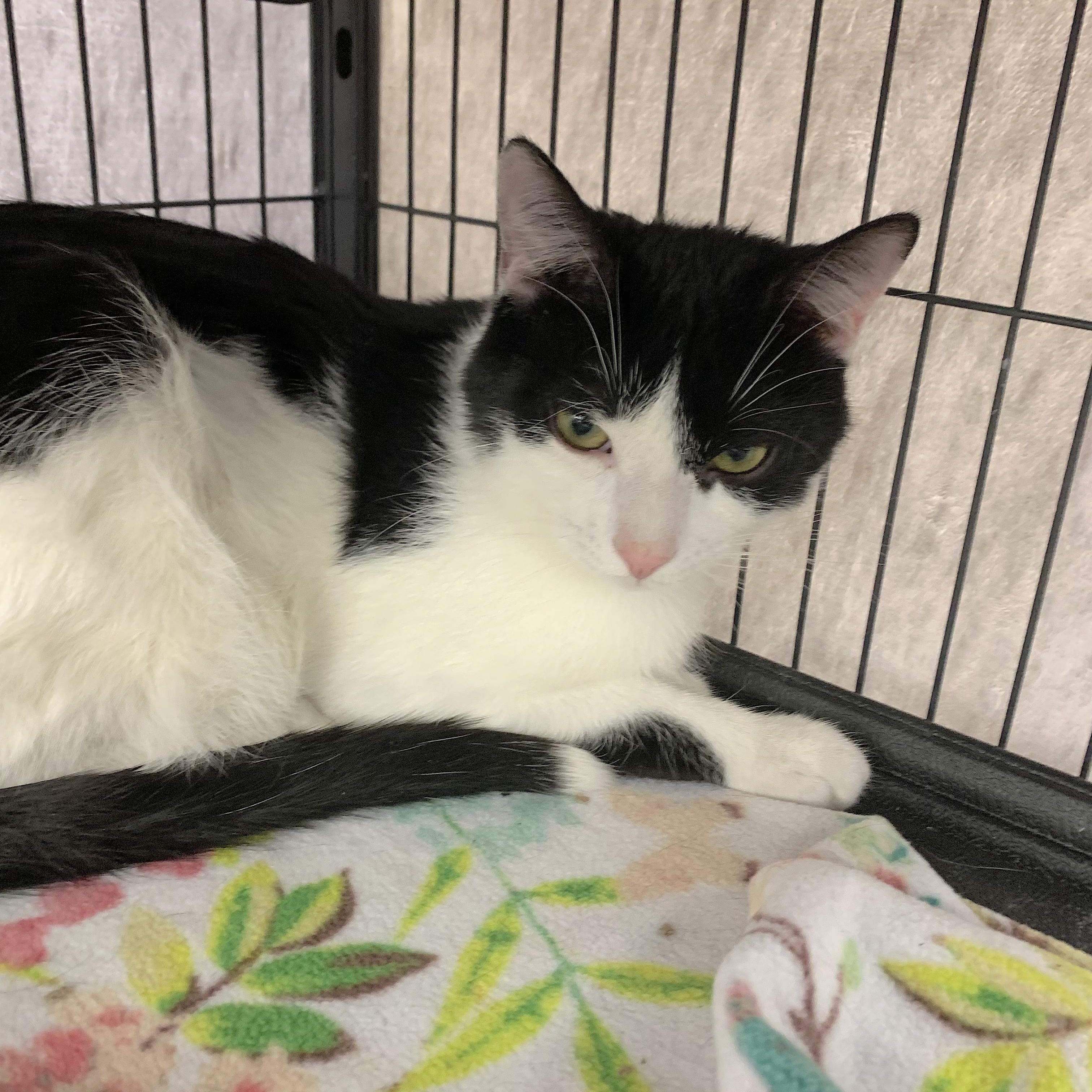 Enlarge Timothy, a Adoptable Domestic Short Hair in Sunderland, ON image 1/2