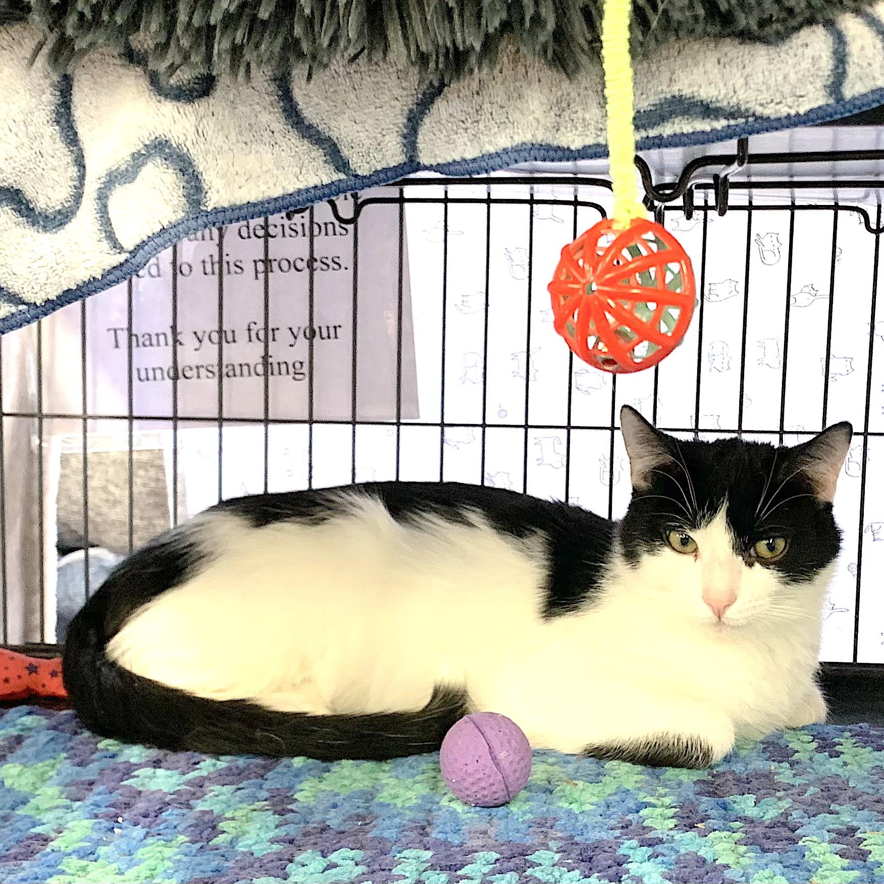 Enlarge Timothy, a Adoptable Domestic Short Hair in Sunderland, ON image 2/2