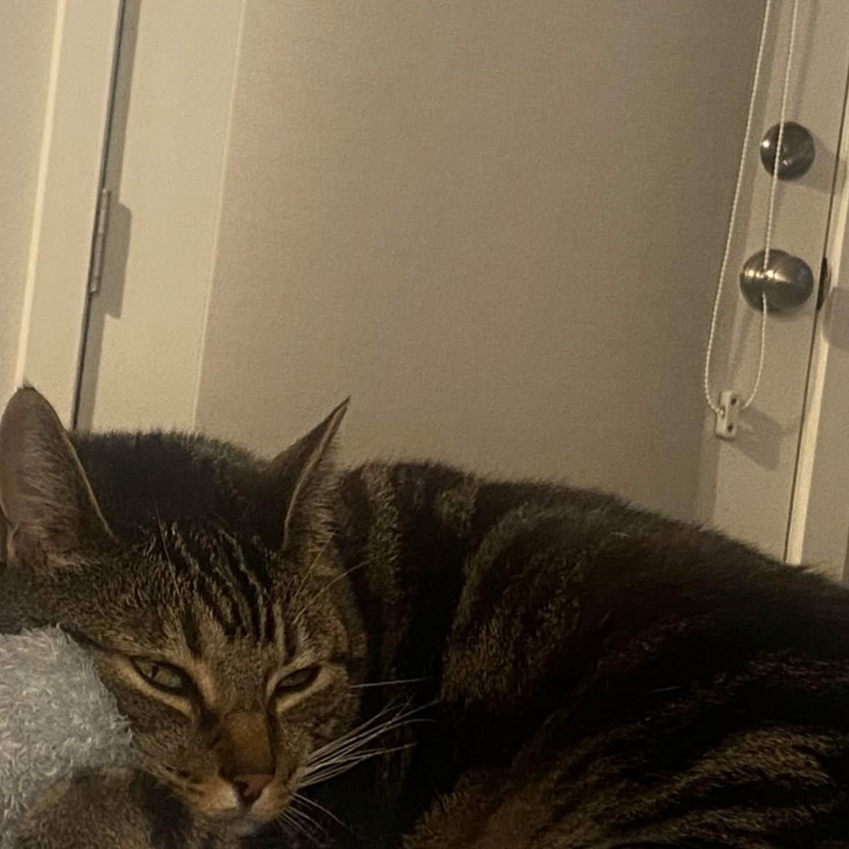 Koa, a Adoptable Domestic Short Hair in Hesperia, CA image 1/6