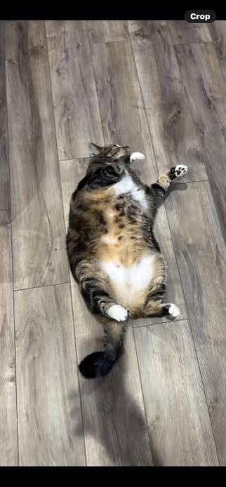 Koa, Adoptable, Senior Male Domestic Short Hair.