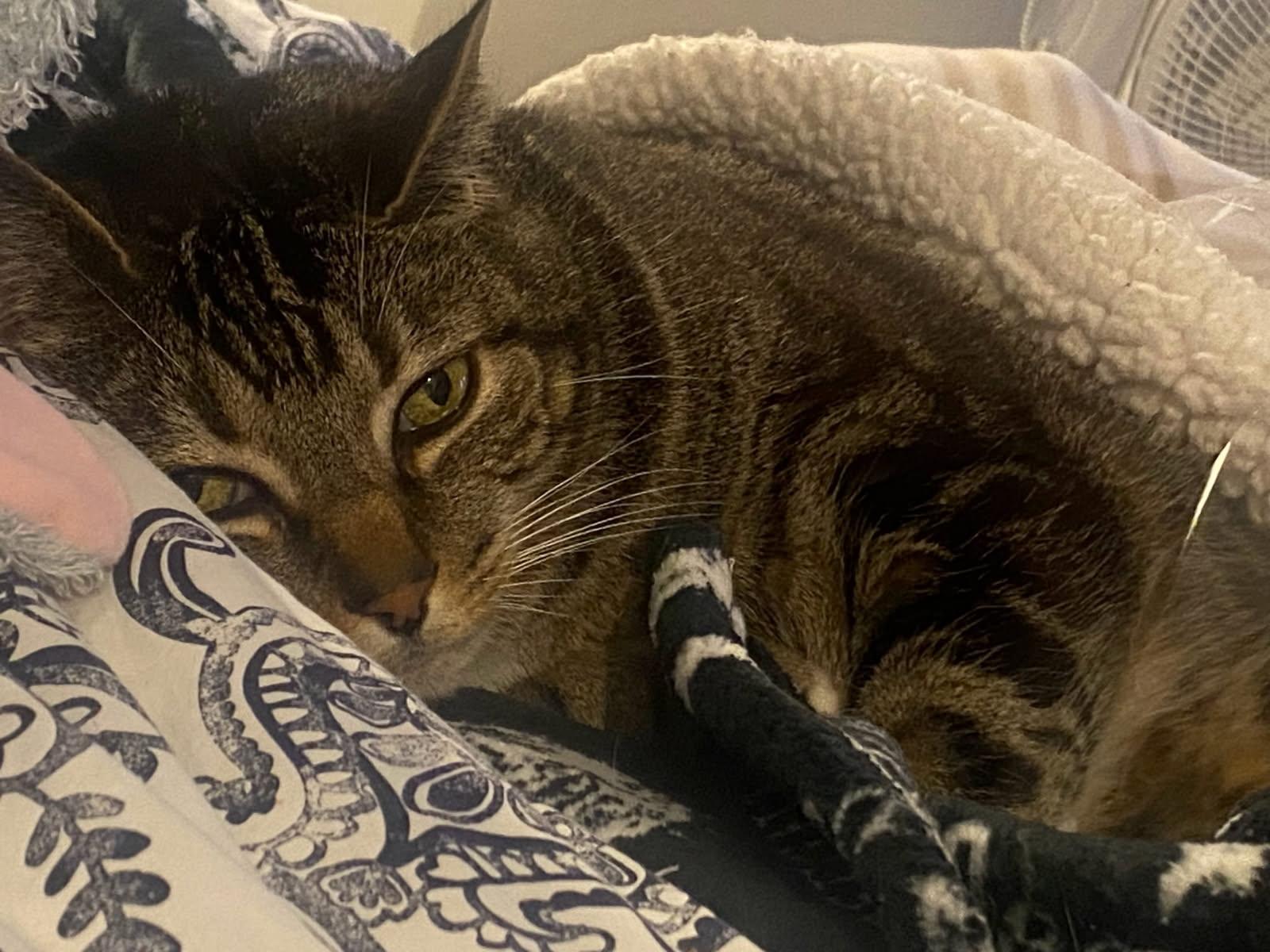 Koa, a Adoptable Domestic Short Hair in Hesperia, CA image 3/6