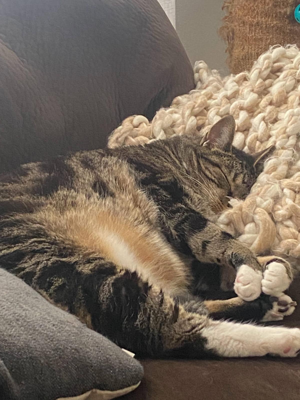 Koa, a Adoptable Domestic Short Hair in Hesperia, CA image 4/6