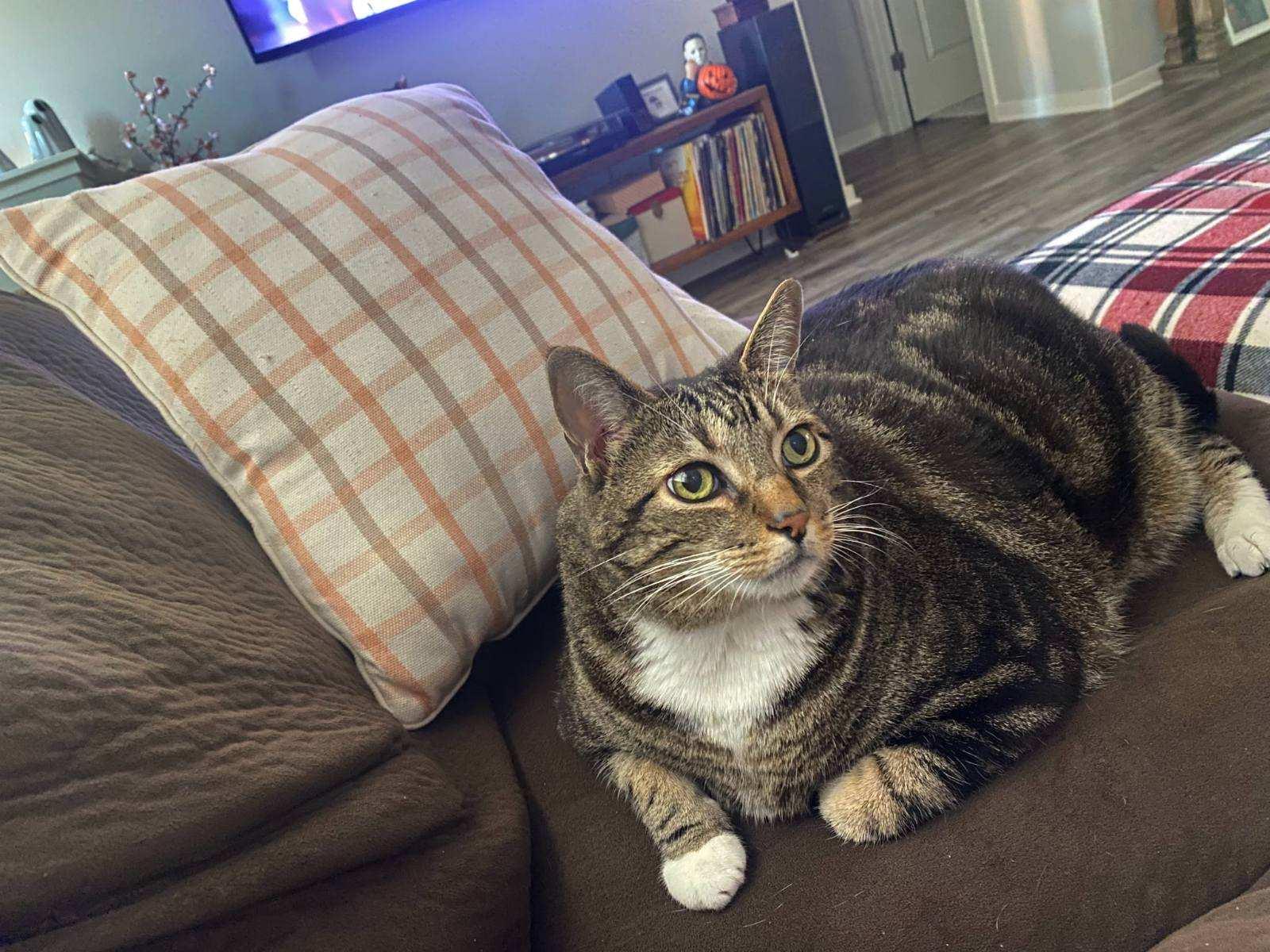 Koa, a Adoptable Domestic Short Hair in Hesperia, CA image 5/6