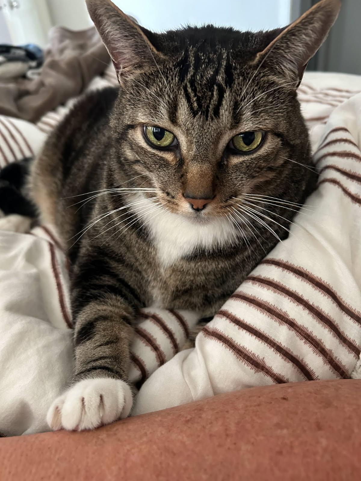 Koa, a Adoptable Domestic Short Hair in Hesperia, CA image 6/6