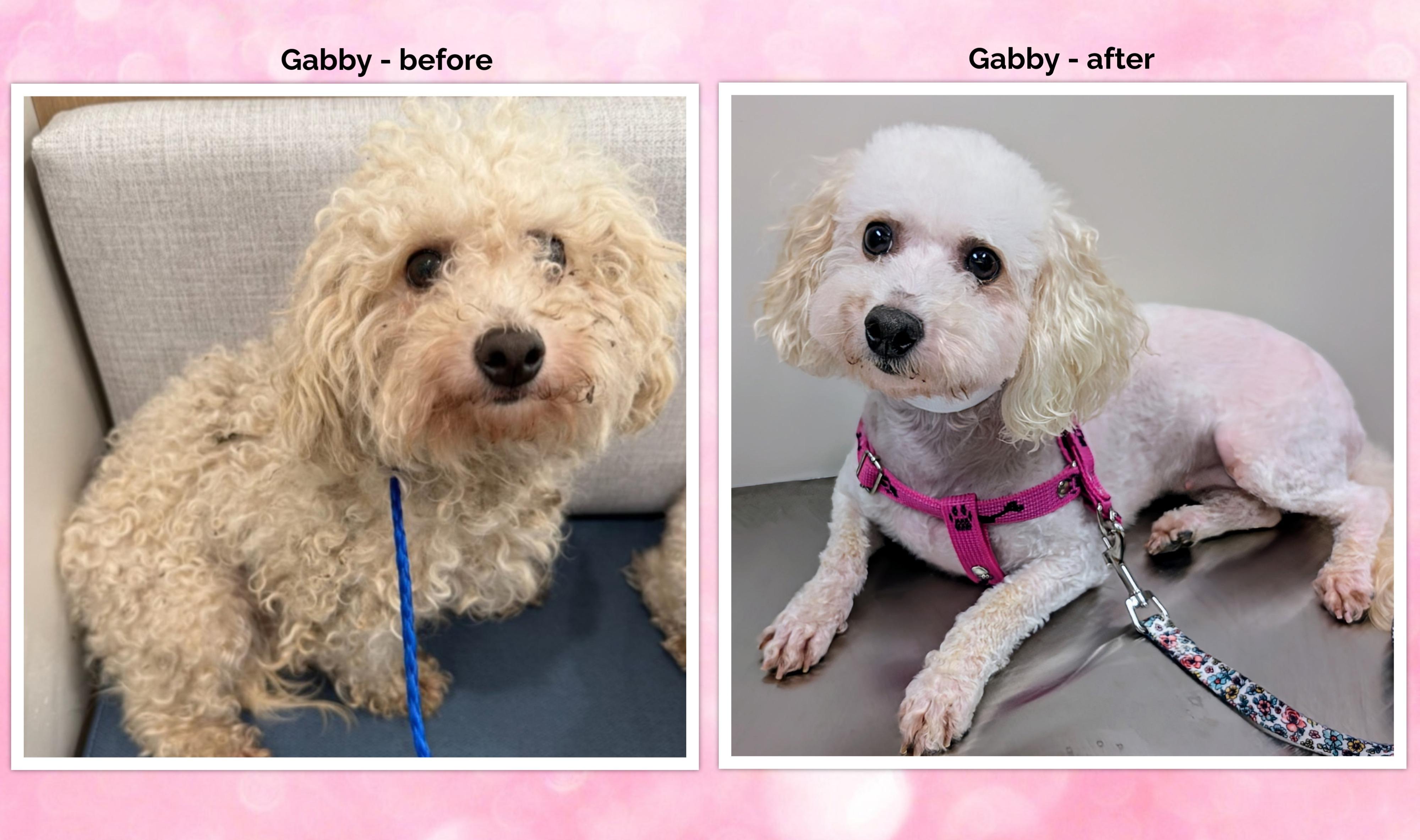 Adopted!! Gabby - IN