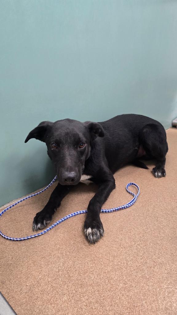 Dutton, Adoptable, Young Male Border Collie.