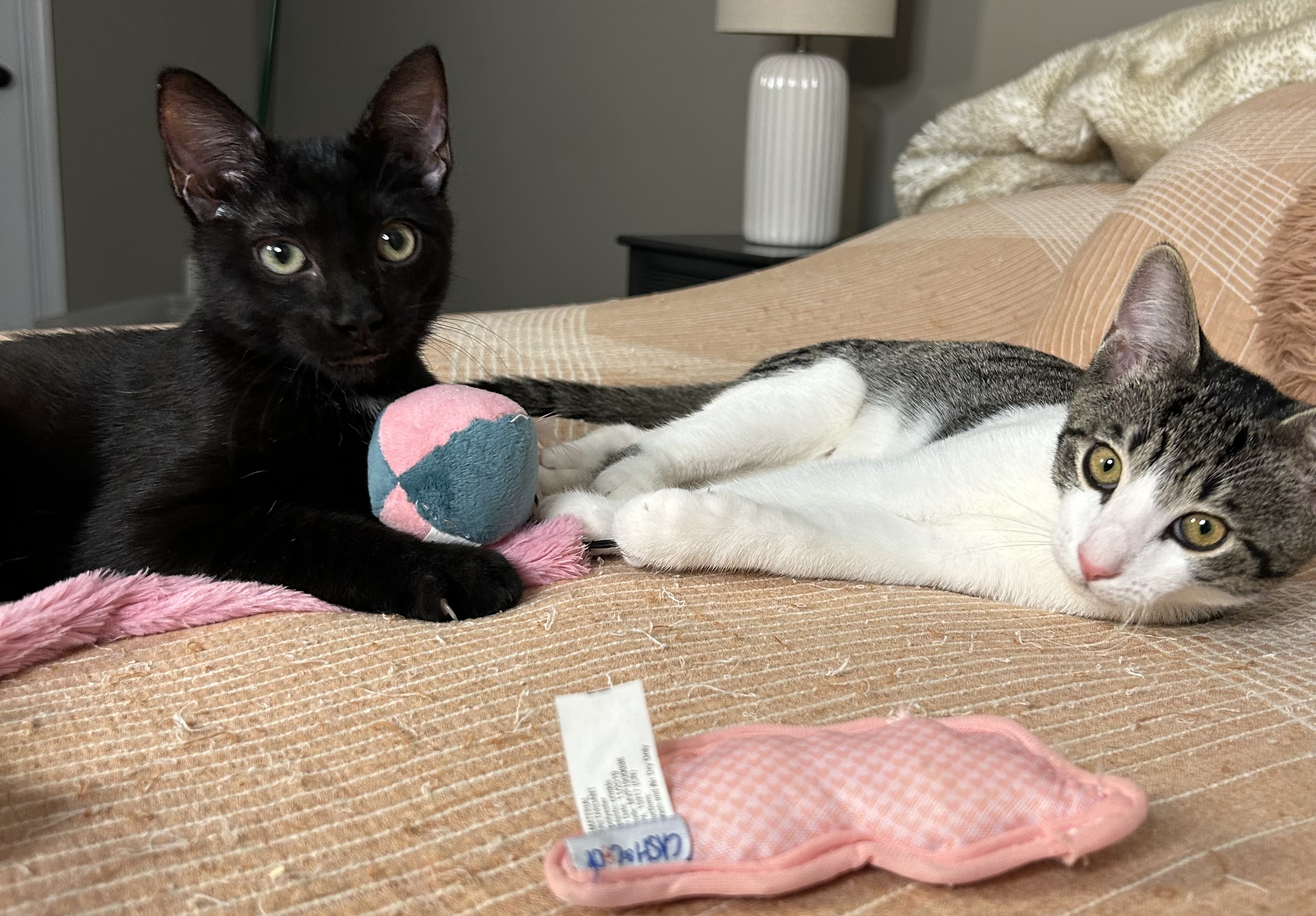 Felix, a Adoptable mixed breed in Atlanta, GA image 3/6