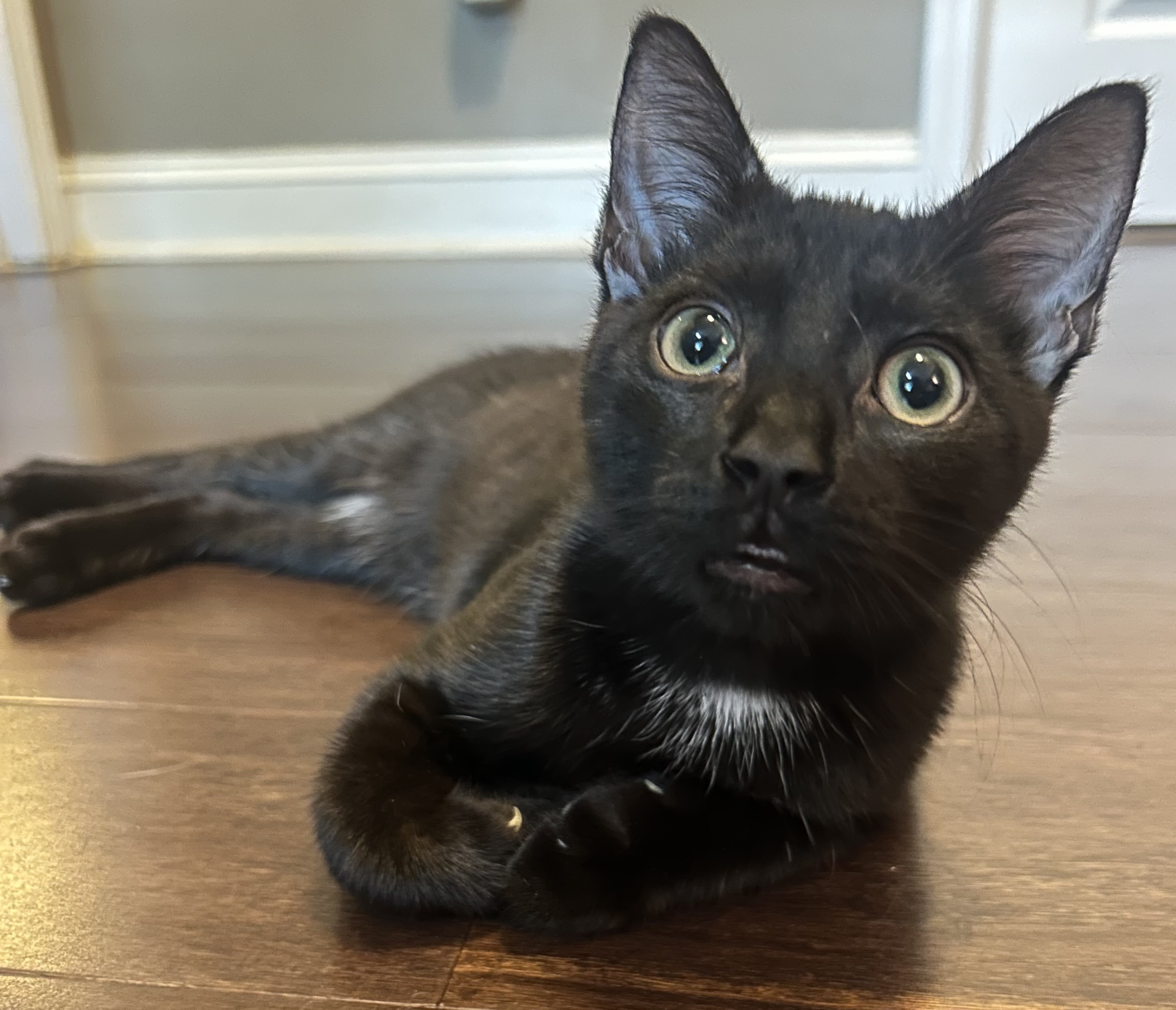 Felix, Adoptable, Young Male Bombay & Domestic Short Hair.