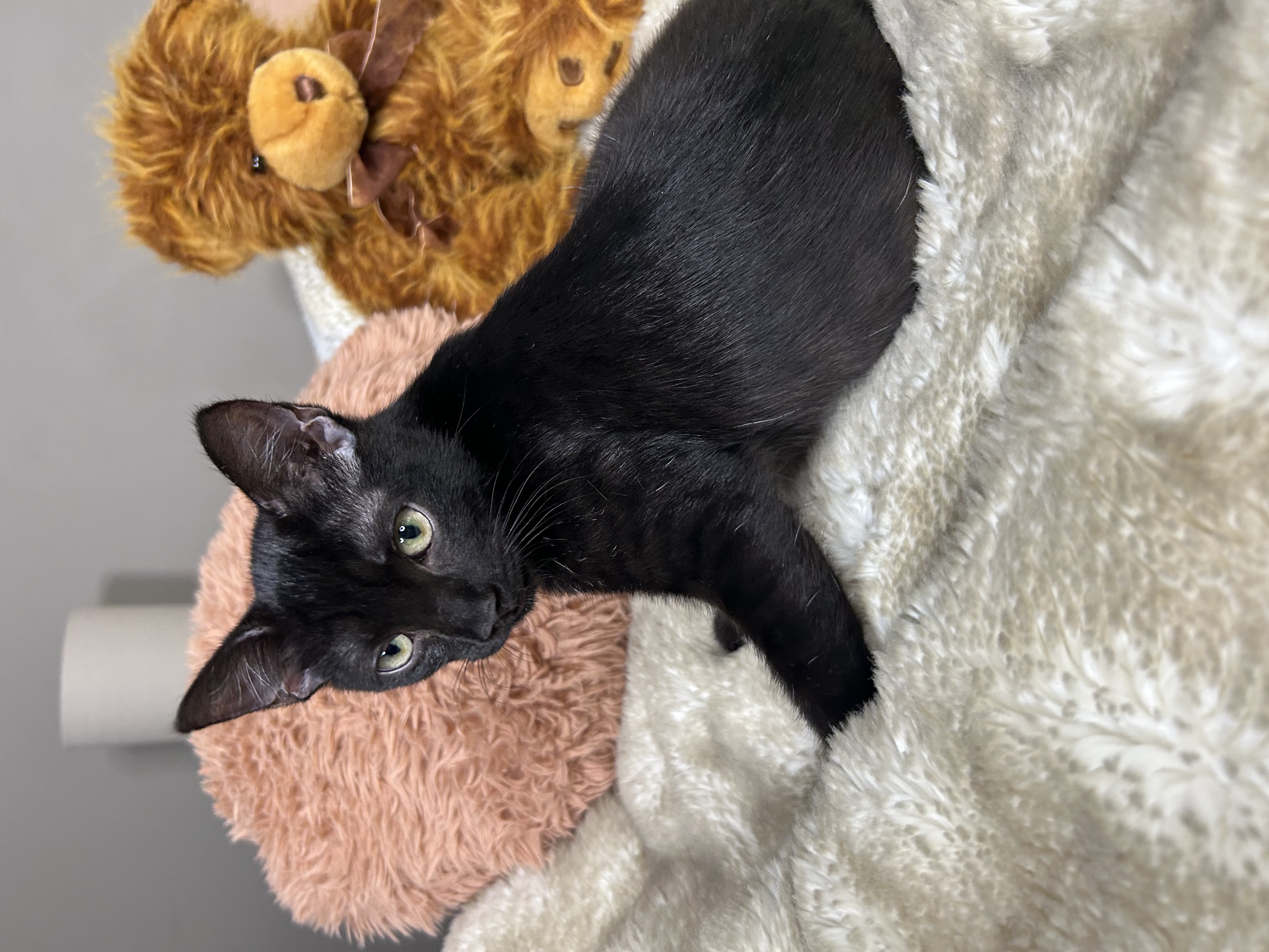 Felix, a Adoptable mixed breed in Atlanta, GA image 4/6