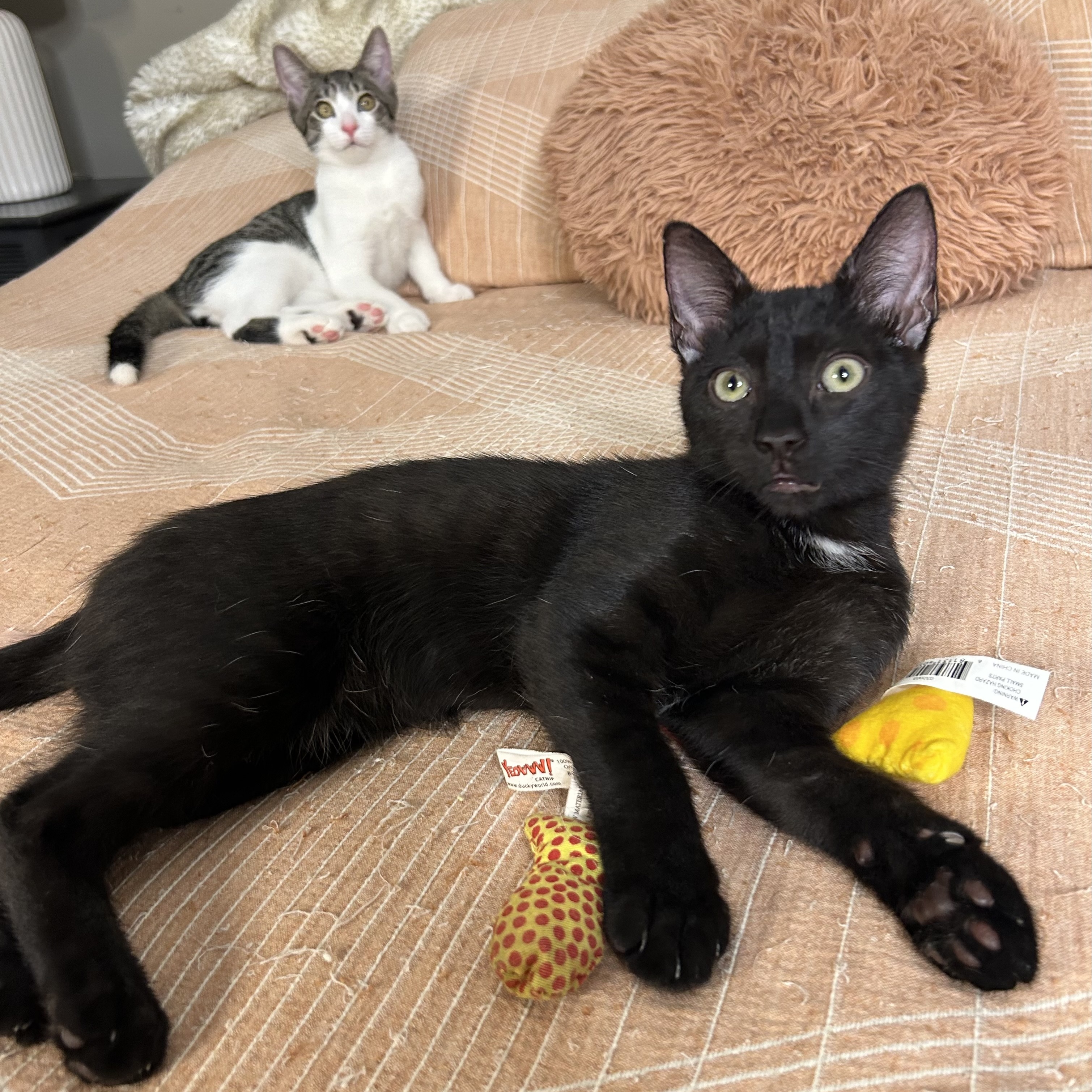 Felix, a Adoptable mixed breed in Atlanta, GA image 2/6