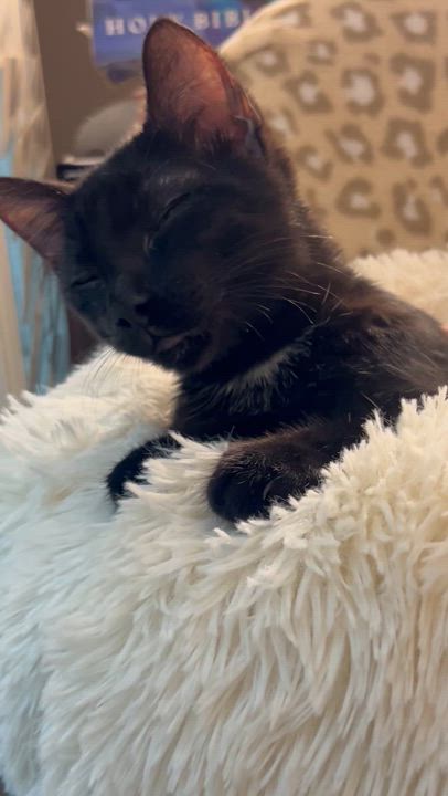 Enlarge Felix, a Adoptable mixed breed in Atlanta, GA video 5/6