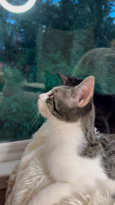 Enlarge Felix, a Adoptable mixed breed in Atlanta, GA video 6/6