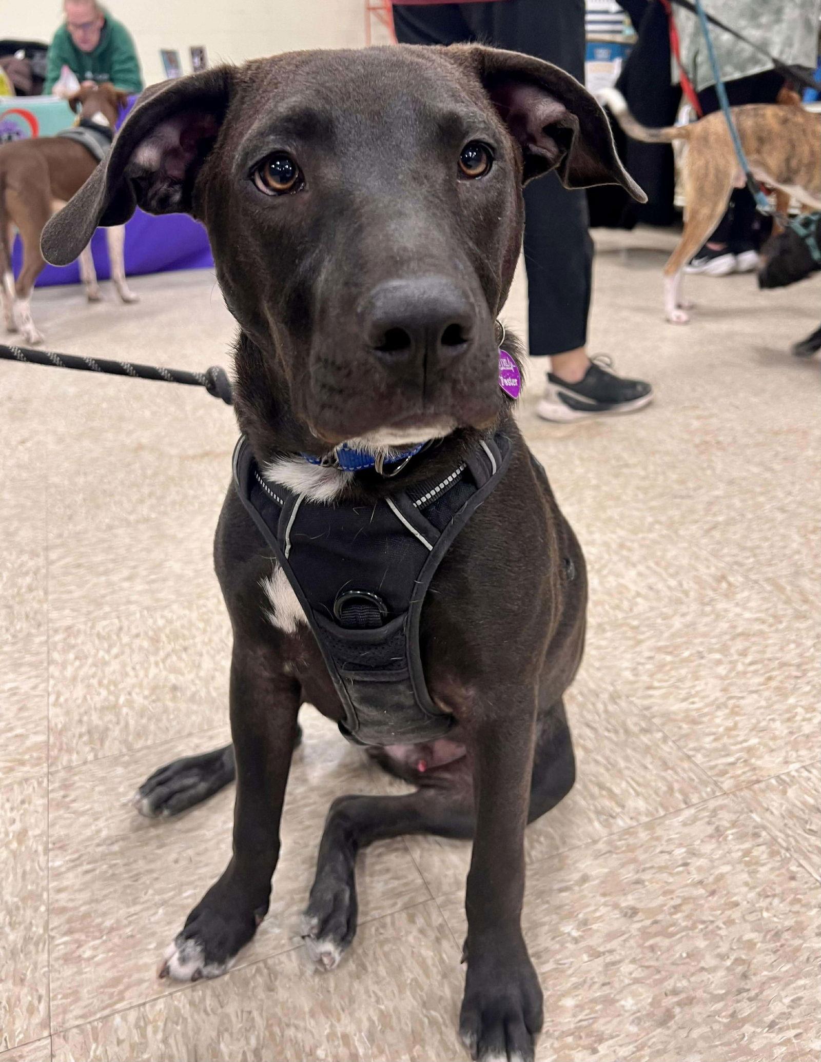 Dutton, Adoptable, Young Male Pit Bull Terrier.