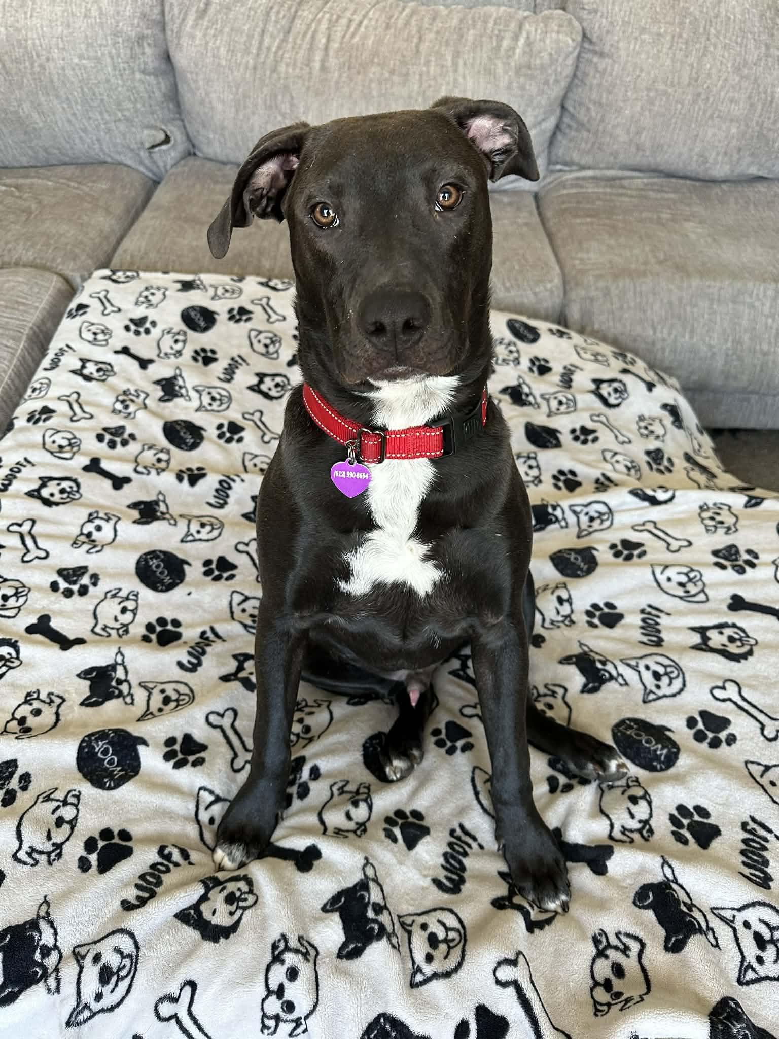 Dutton, Adoptable, Puppy Male Pit Bull Terrier.