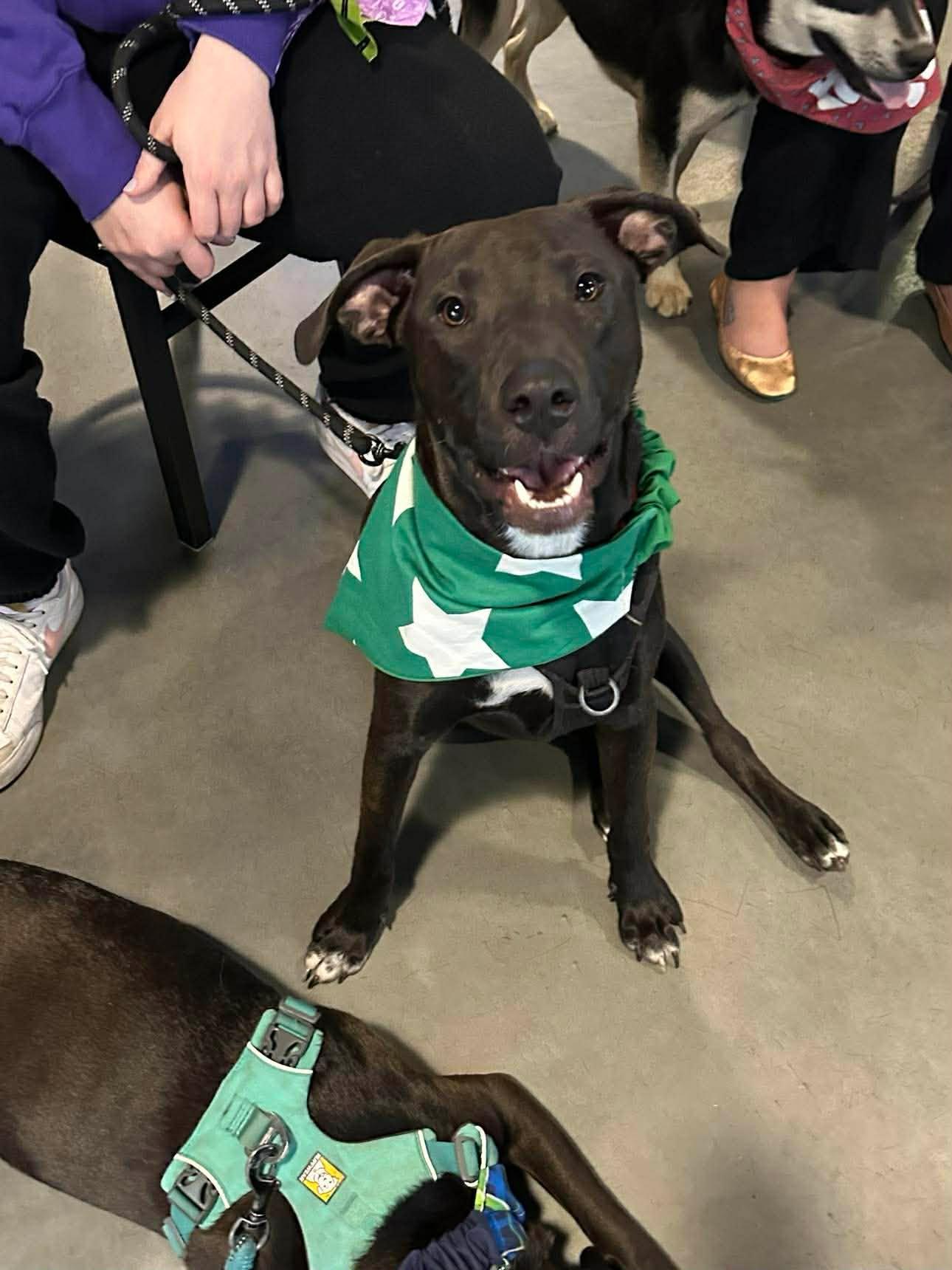 Enlarge Dutton, a Adoptable Pit Bull Terrier in Minneapolis, MN image 2/3