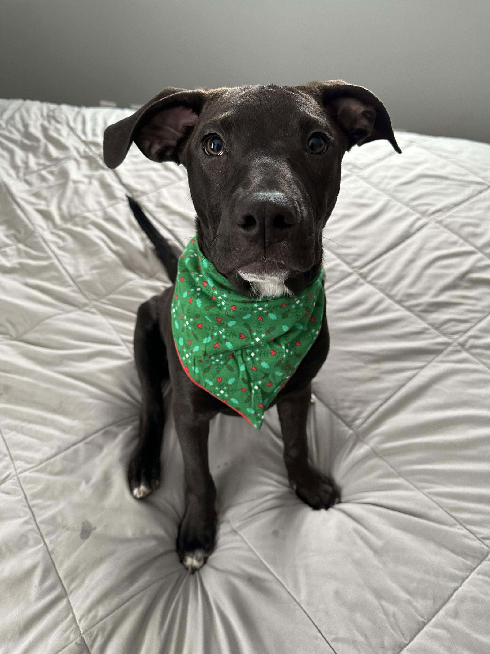 Dutton, a Adoptable Pit Bull Terrier in Minneapolis, MN image 1/3