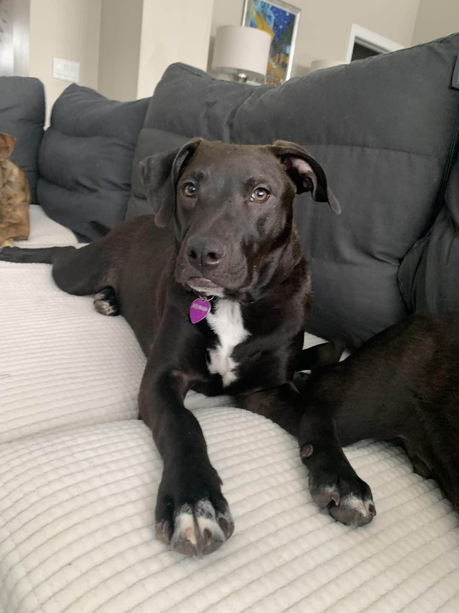 Dutton, Adoptable, Young Male Pit Bull Terrier.