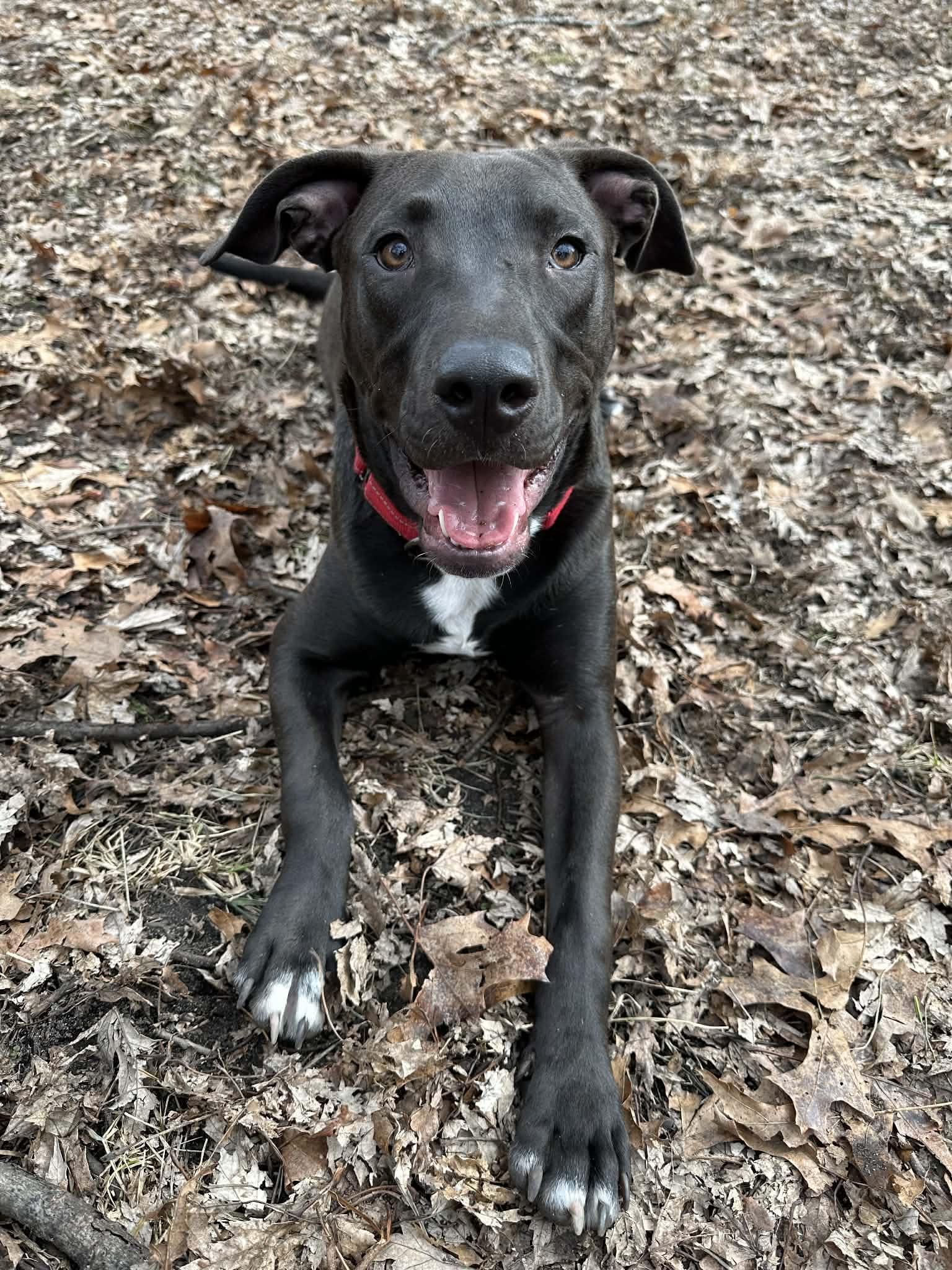 Enlarge Dutton, a Adoptable Pit Bull Terrier in Minneapolis, MN image 3/3